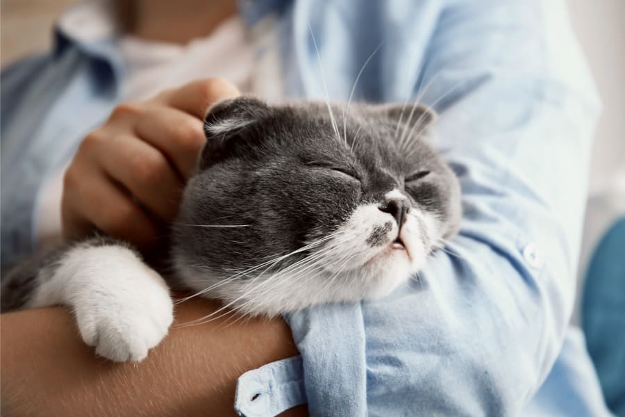 cat at animal veterinary