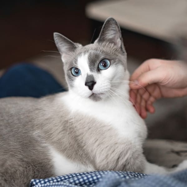 Pet Wellness Exams, La Mesa Animal Hospital