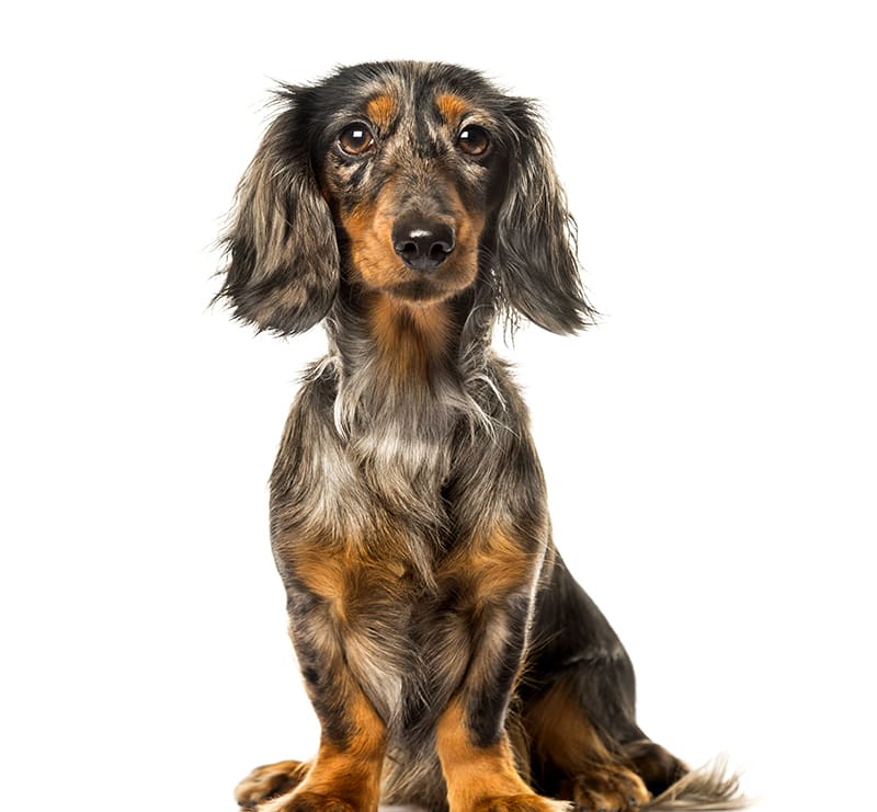 Small Dogs, Rancho Village Veterinary Hospital