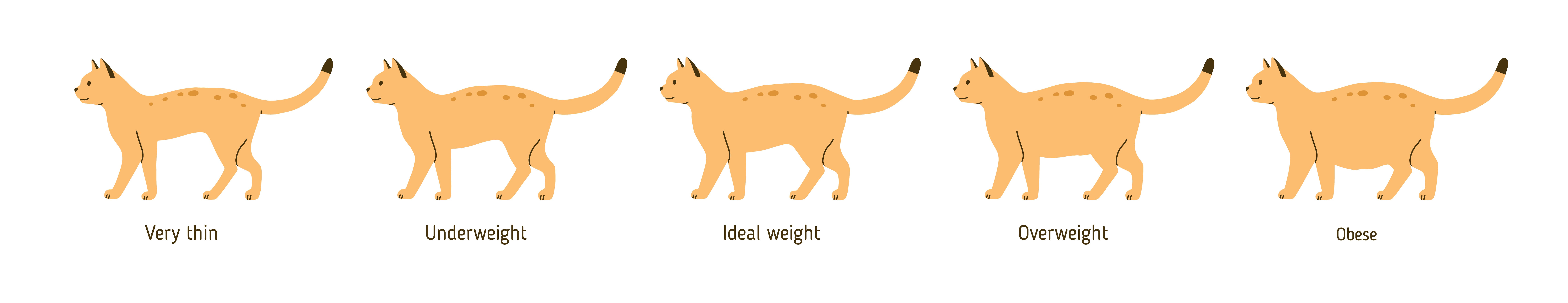 Overweight cat chart, La Mesa Vet 
